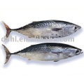 frozen bonito tuna, frozen skip jack tuna, bonito tuna, bullet mackerel , bomb fish, stripe tuna